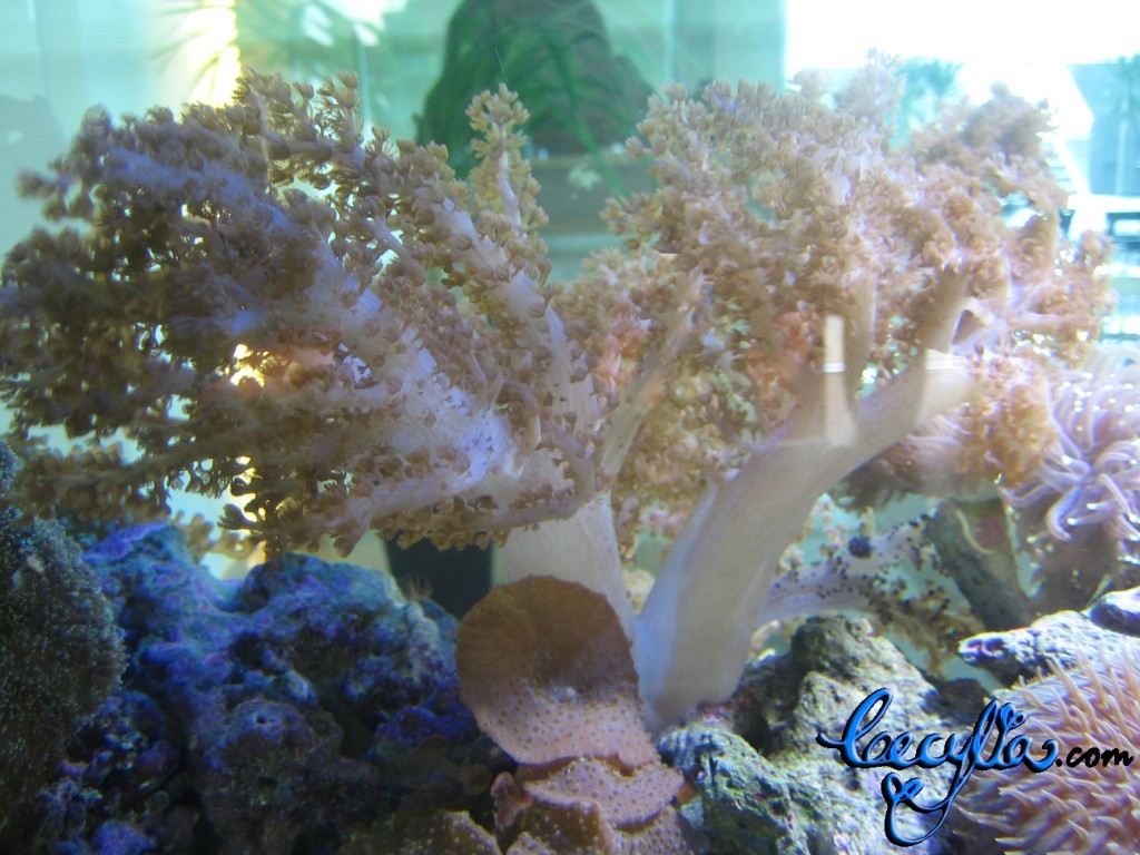 Sea anemone4