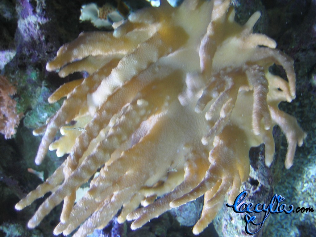 Sea anemone5