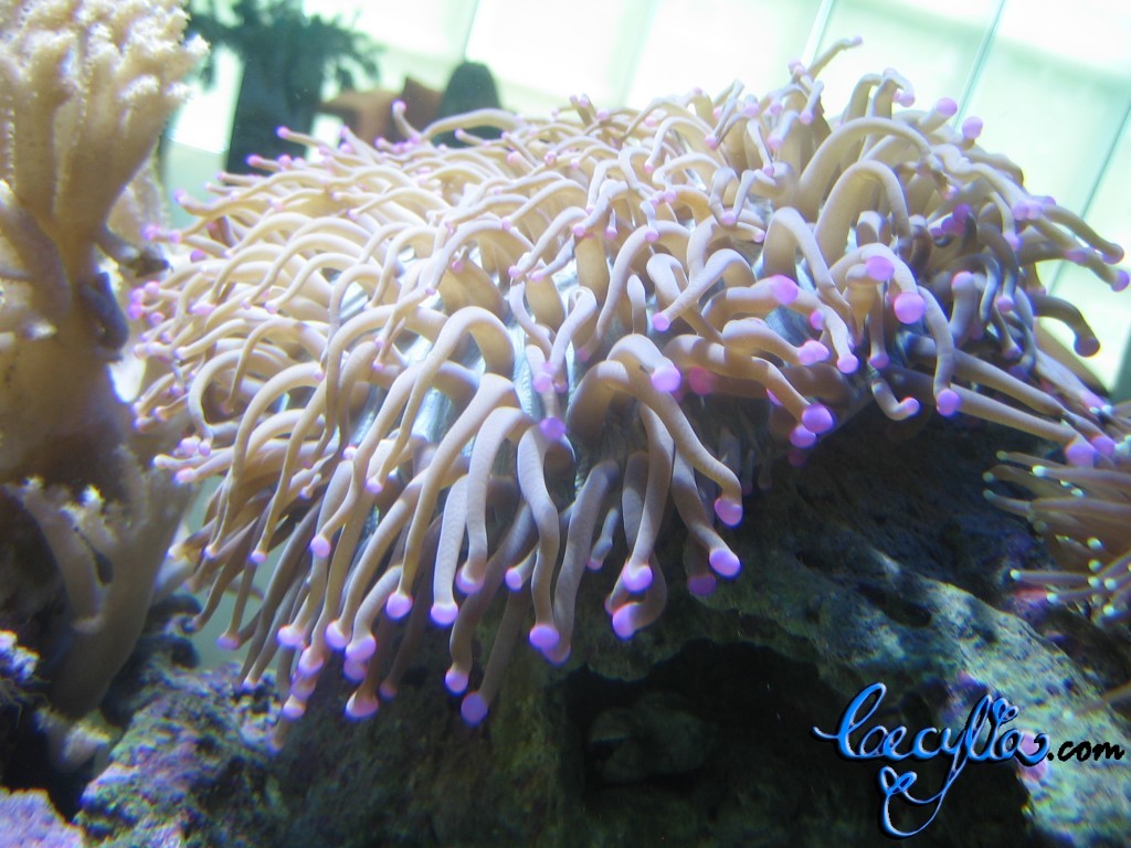 Sea anemone3